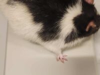 Colossal Norwegian Rat