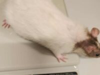 Extra Large Norwegian Rat