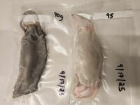 Small Plus Norwegian Rat