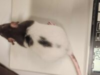 Medium Norwegian Rat