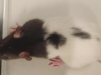 Medium Plus Norwegian Rat