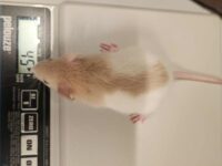 Weaned Norwegian Rat