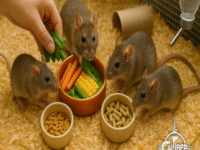 Frozen Feeder ASF Rats