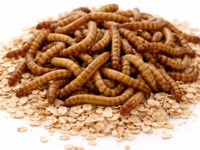 Mealworms (100 Count)