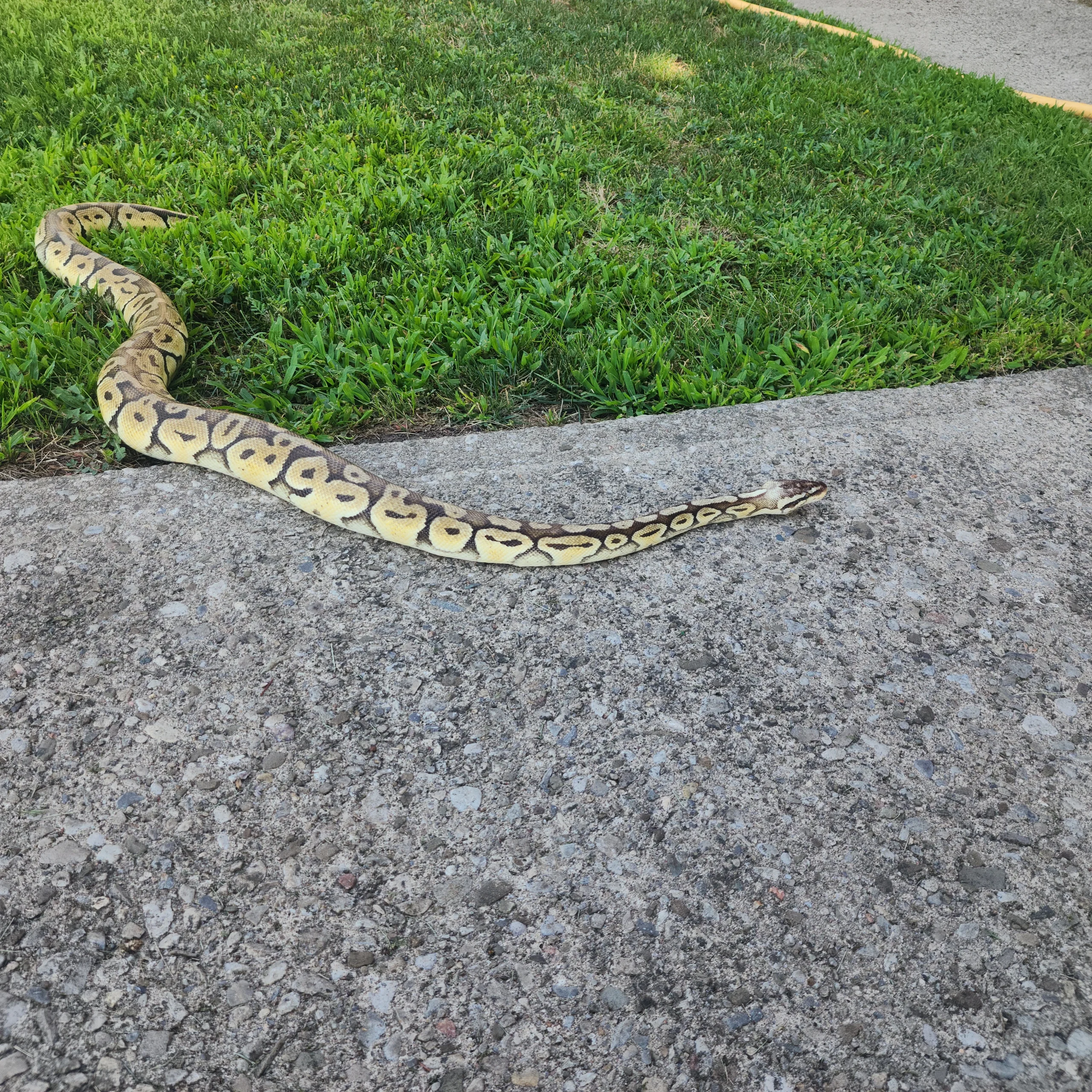 {{brizy_dc_image_alt imageSrc=