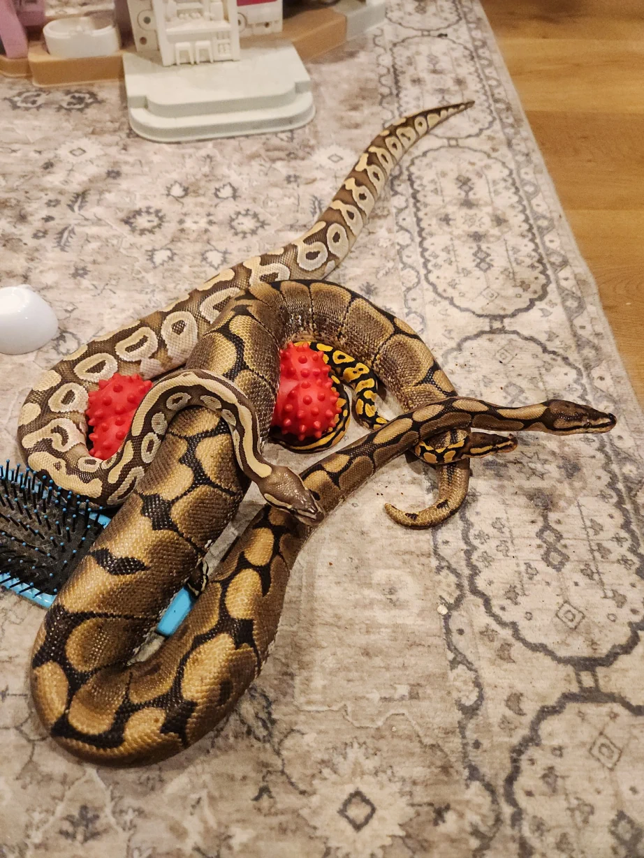 {{brizy_dc_image_alt imageSrc=