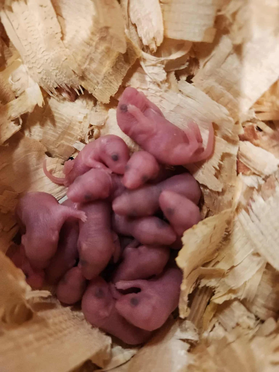 {{brizy_dc_image_alt imageSrc=