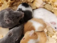 Live Feeder Mice