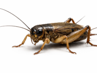 Cricket (10 Count)