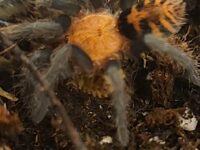 Guatemalan Tiger Rump Tarantula (Davus pentaloris)