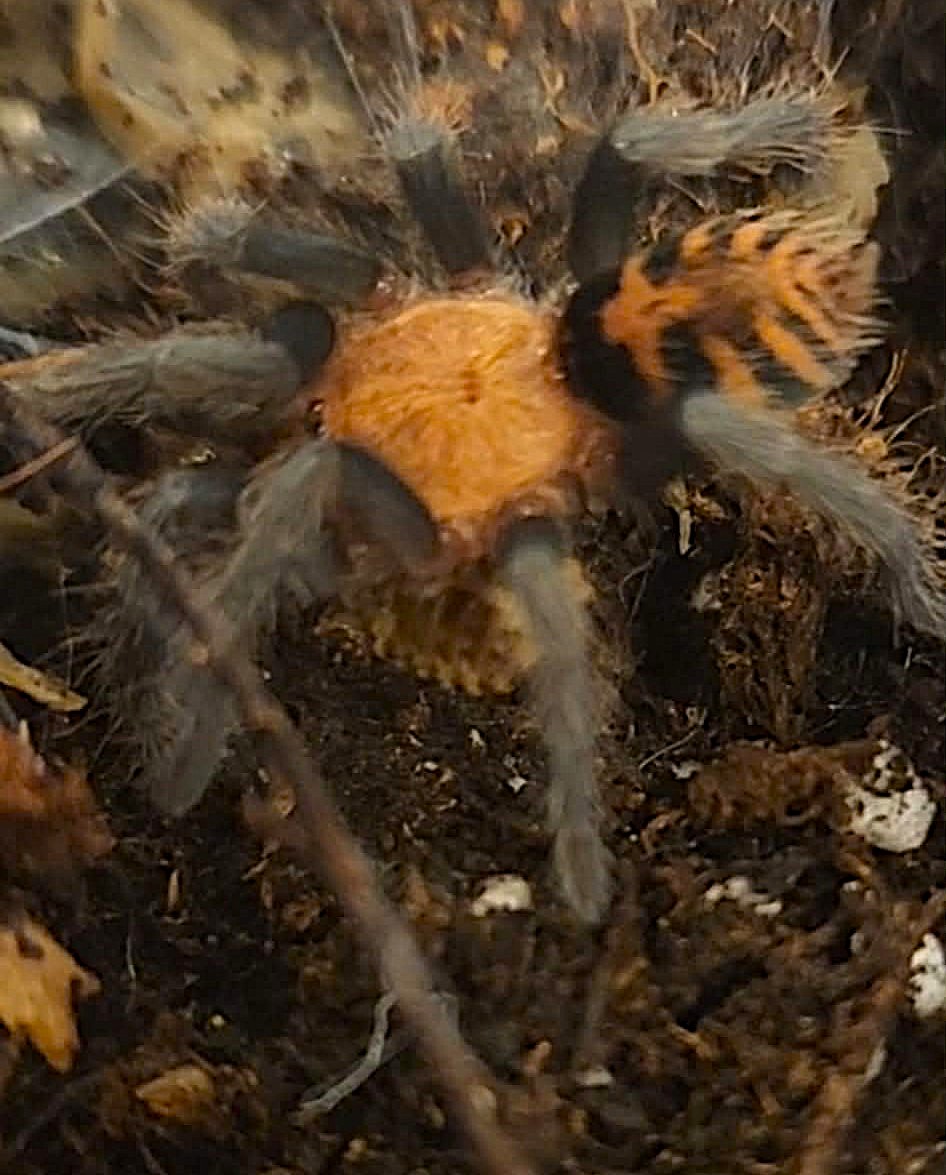 Guatemalan Tiger Rump Tarantula (Davus pentaloris)