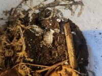 Dairy Cow Isopods - Porcellio laevis (12+ Count)