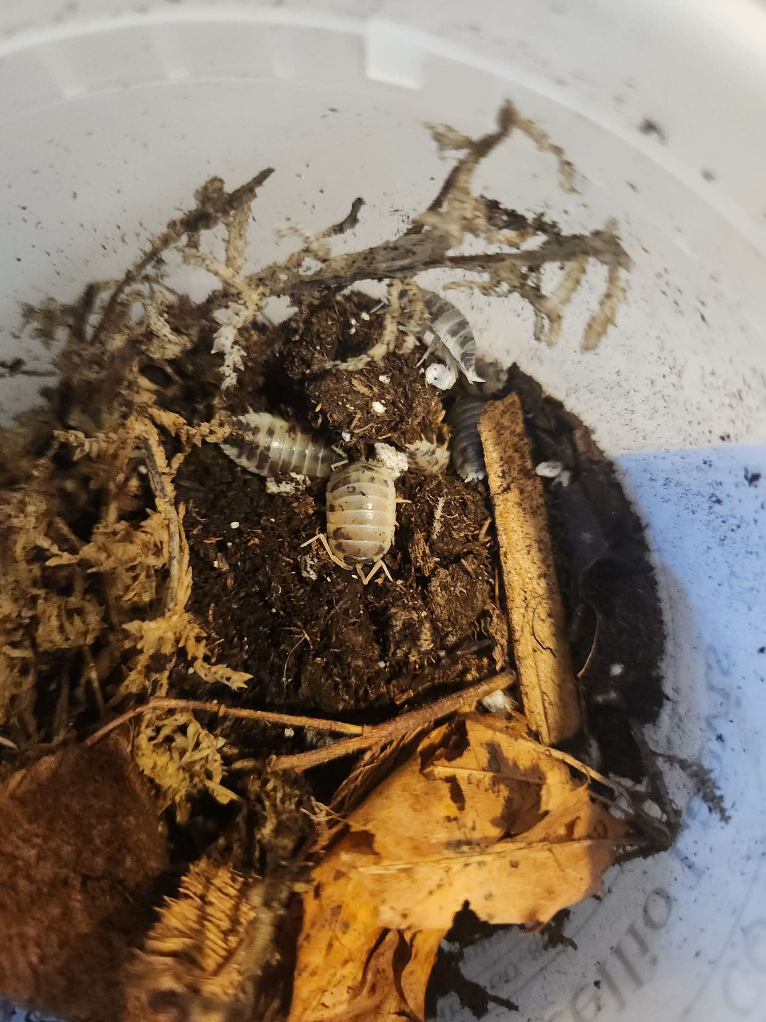 Dairy Cow Isopods - Porcellio laevis (12+ Count)