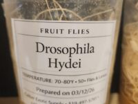 Flightless Fruit Flies - Hydei