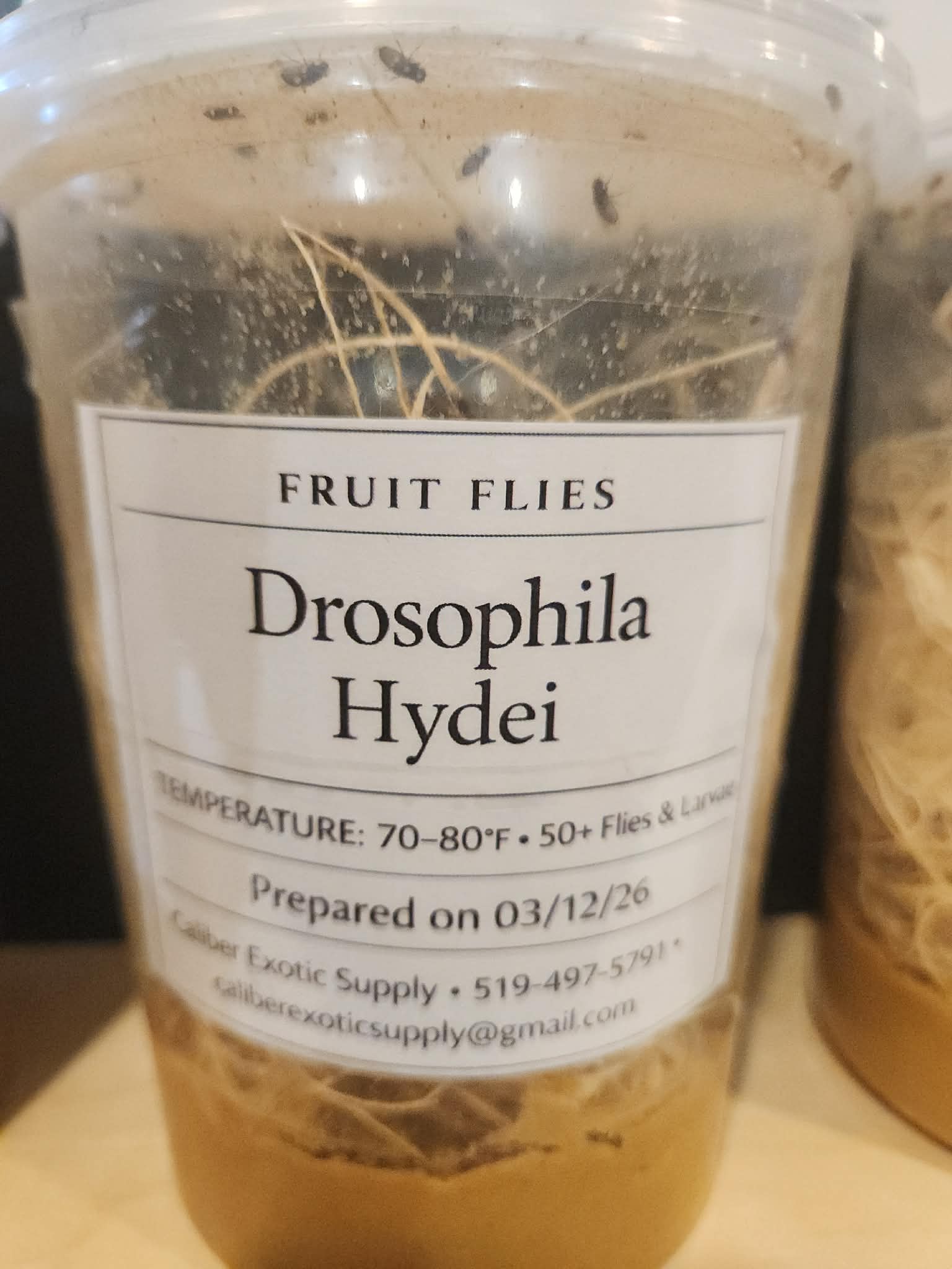 Flightless Fruit Flies - Hydei