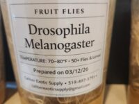 Flightless Fruit Flies - Drosophila Melanogaster