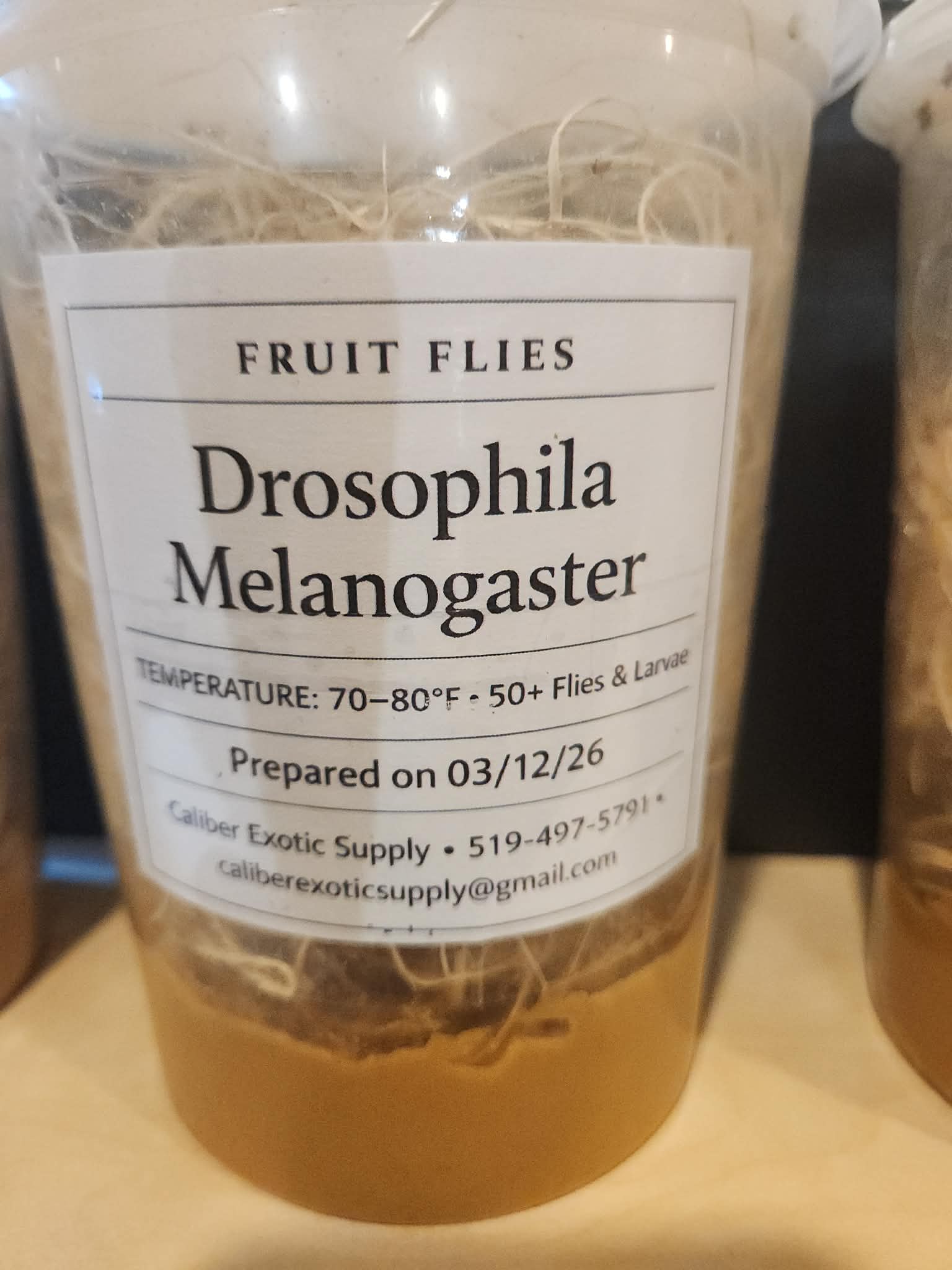 Flightless Fruit Flies - Drosophila Melanogaster