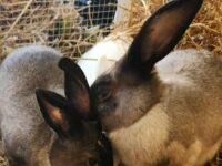 Frozen Feeder Rabbit