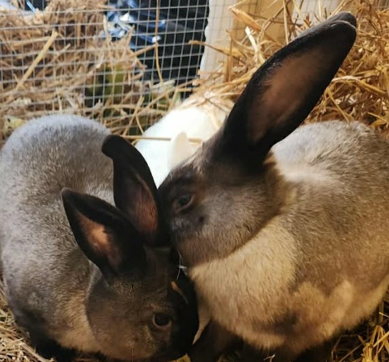 Frozen Feeder Rabbit