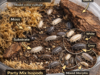 Party Mix Isopods – Porcellio scaber (12+ Count)