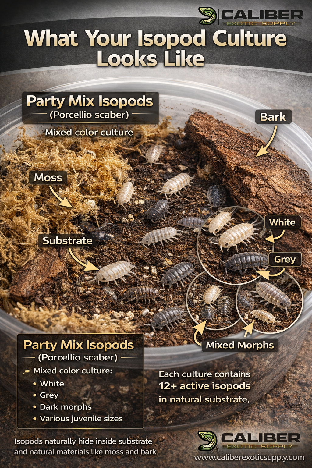 Party Mix Isopods – Porcellio scaber (12+ Count)