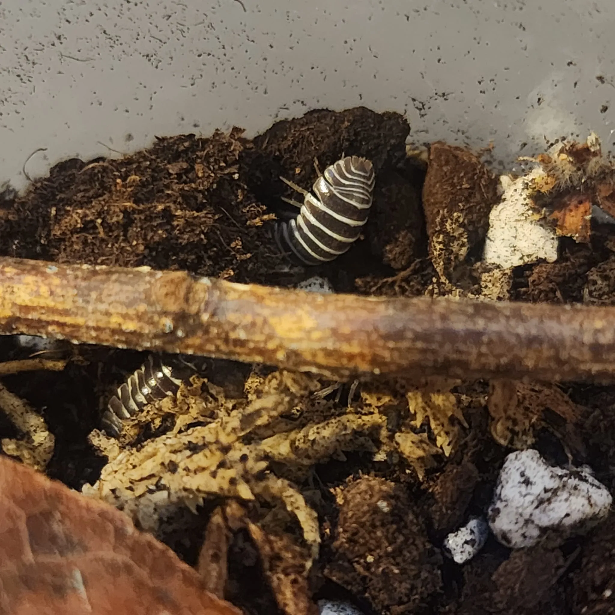 Zebra - Armadillidium maculatum – (12+ Count) - Image 2