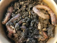 Live Dew Worms "Canadian Nightcrawlers"