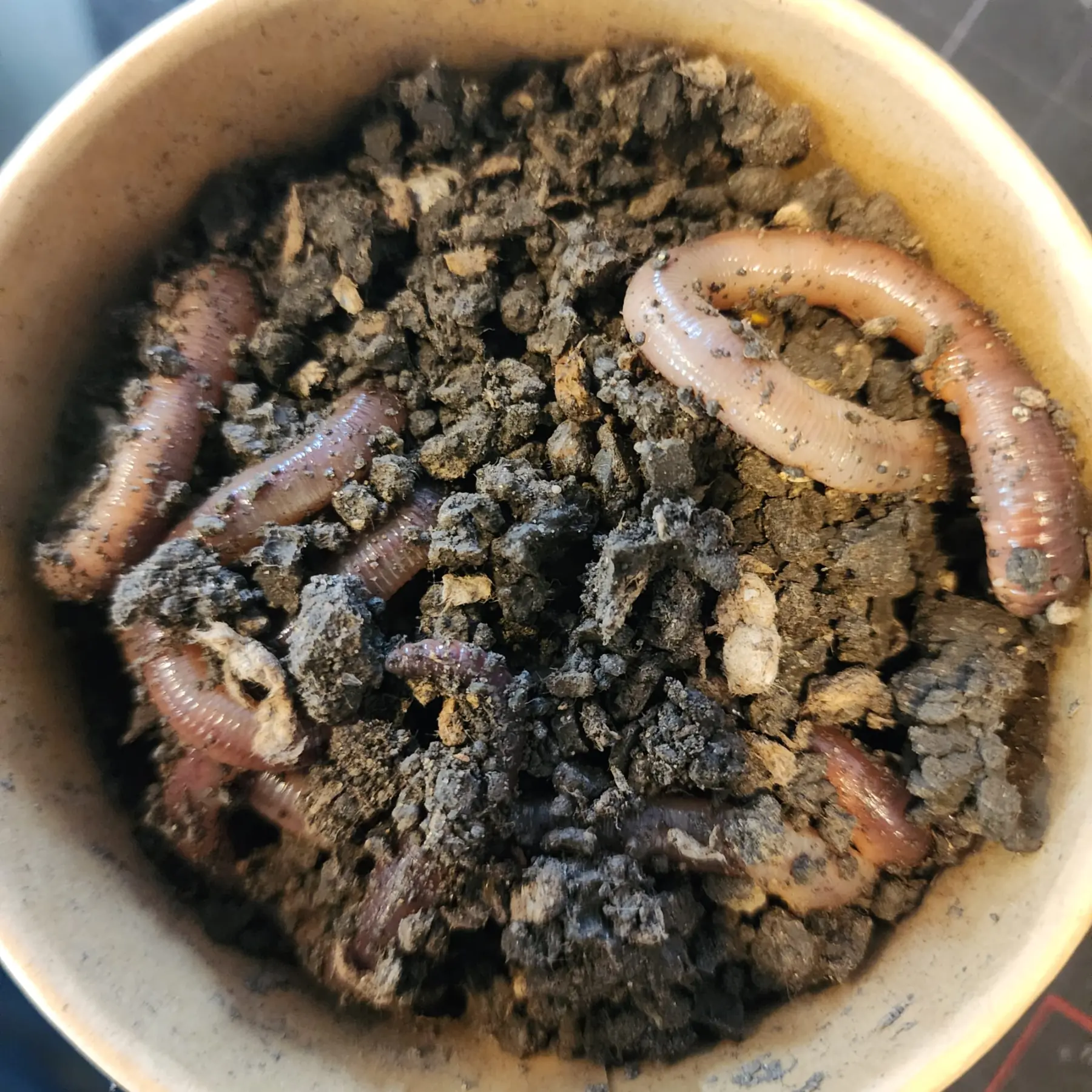 Live Dew Worms "Canadian Nightcrawlers"