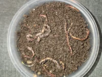 Live Red Wigglers -Eisenia fetida