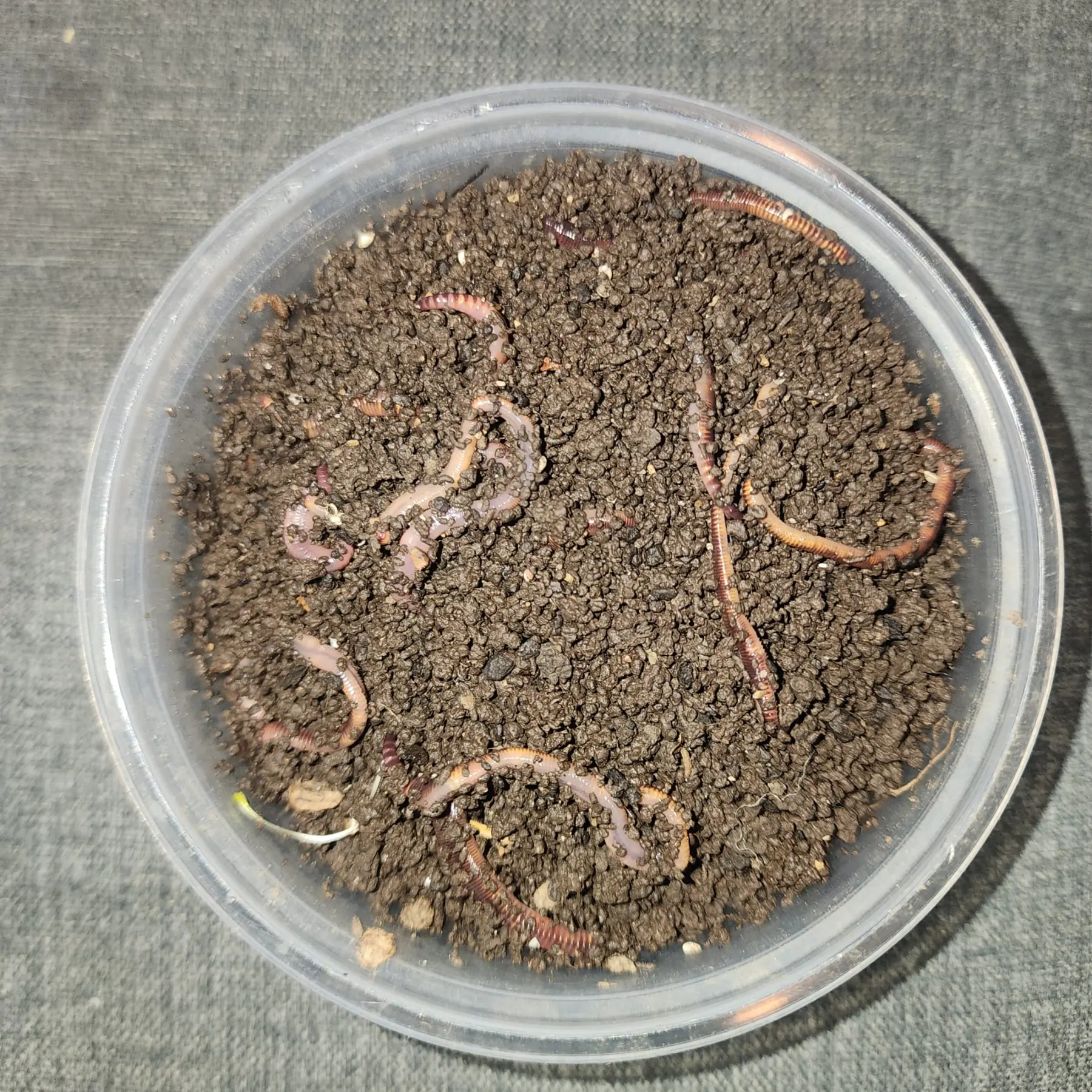 Live Red Wigglers -Eisenia fetida