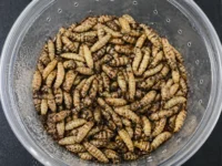Black Soldier Fly Larvae
