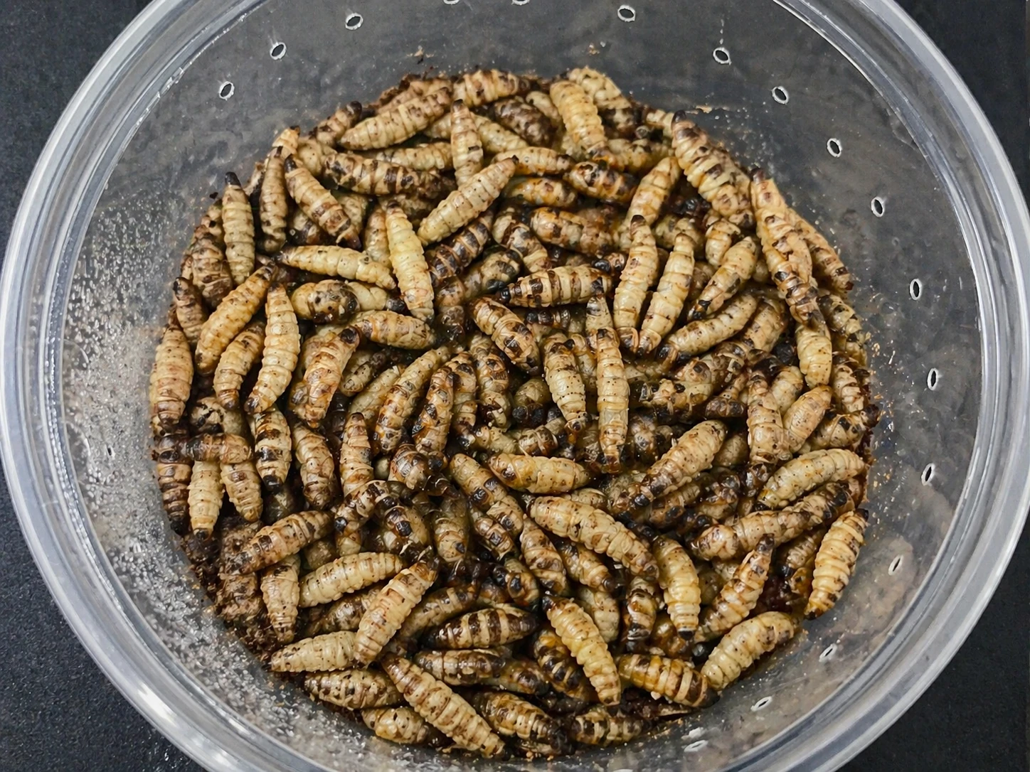 Black Soldier Fly Larvae
