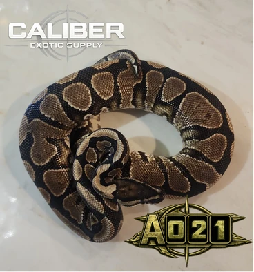 A021