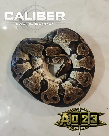 A023