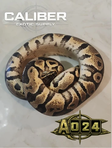 A024