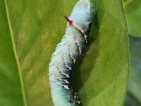 Live Hornworm