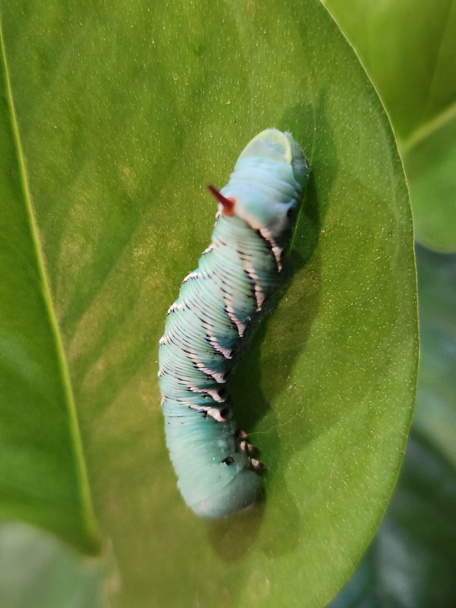 Live Hornworm