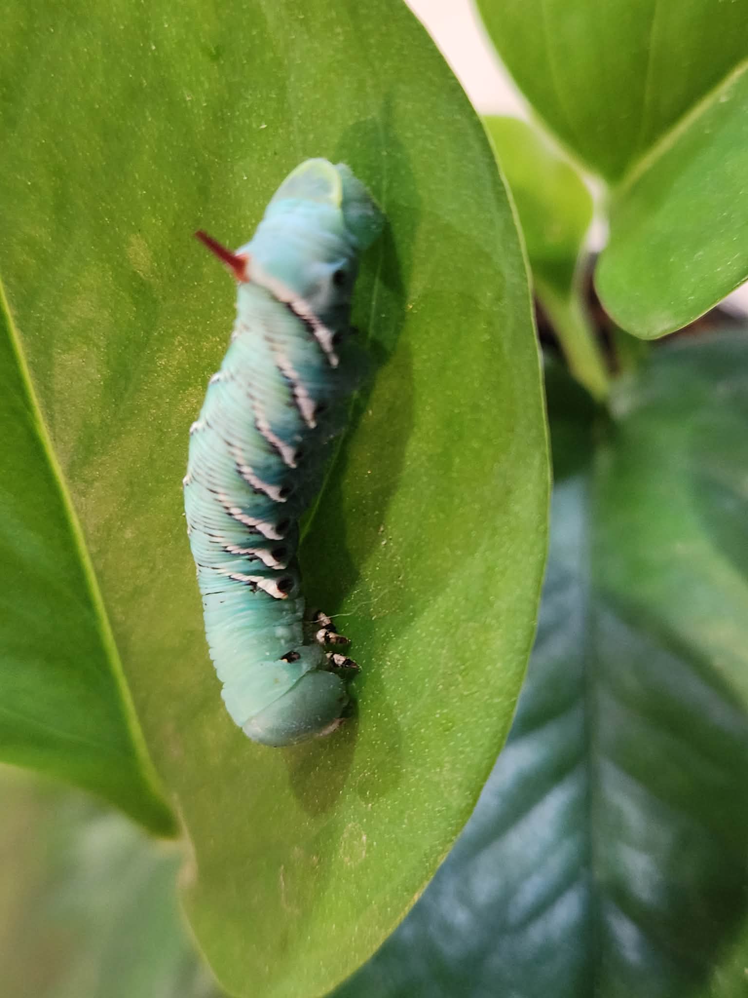 Live Hornworm - Image 2