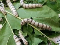 Silkworm