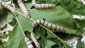 Silkworm