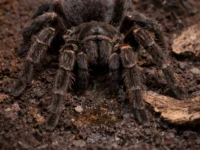 Cameroon Baboon Giant Tarantula