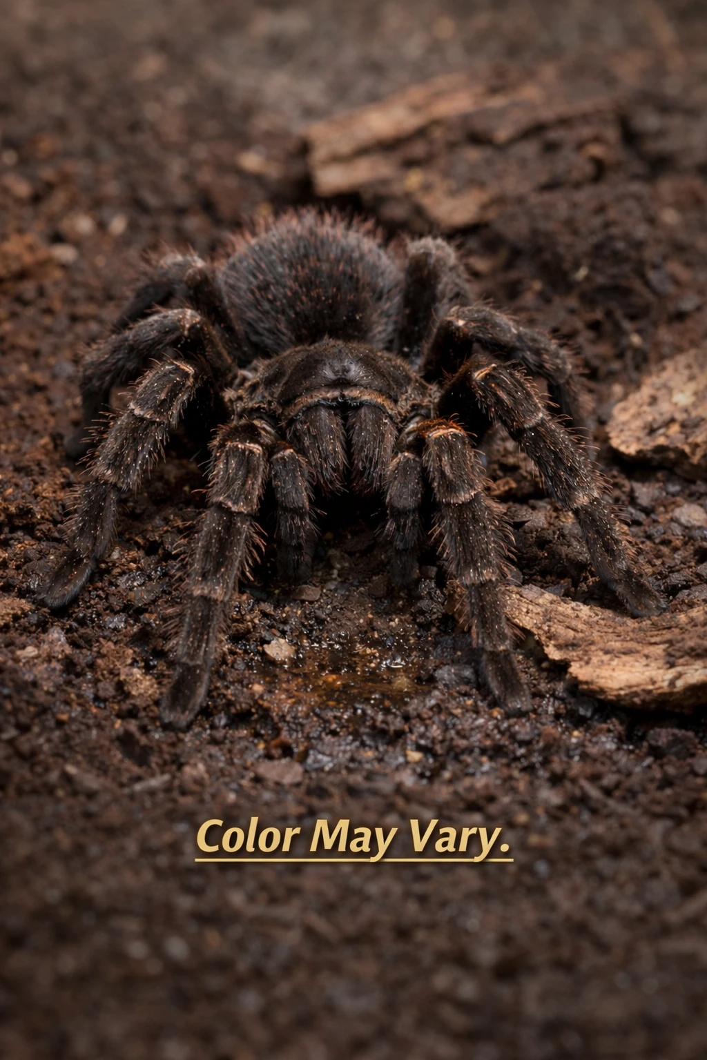 Cameroon Baboon Giant Tarantula