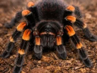 Tarantula Ecuadorian Golden Flame 2 Inch