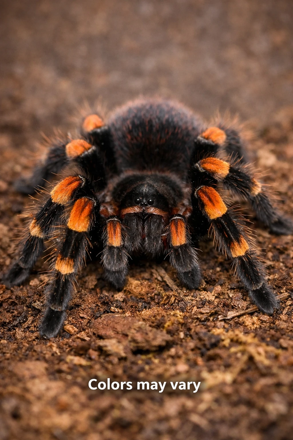 Tarantula Ecuadorian Golden Flame 2 Inch
