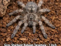 Tarantula Grey Starbust Baboon 1 Inch
