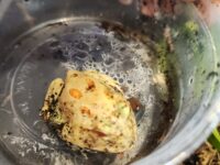 Pikachu Pacman Frog