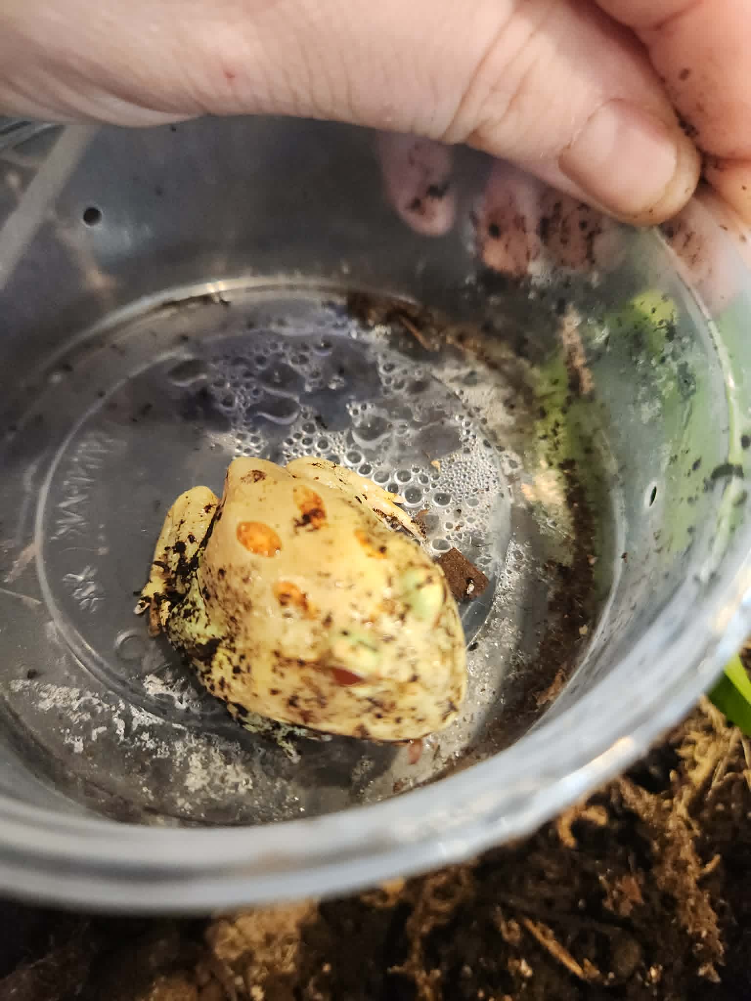 Pikachu Pacman Frog