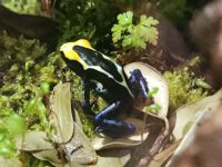Cobalt Poison Dart Frog