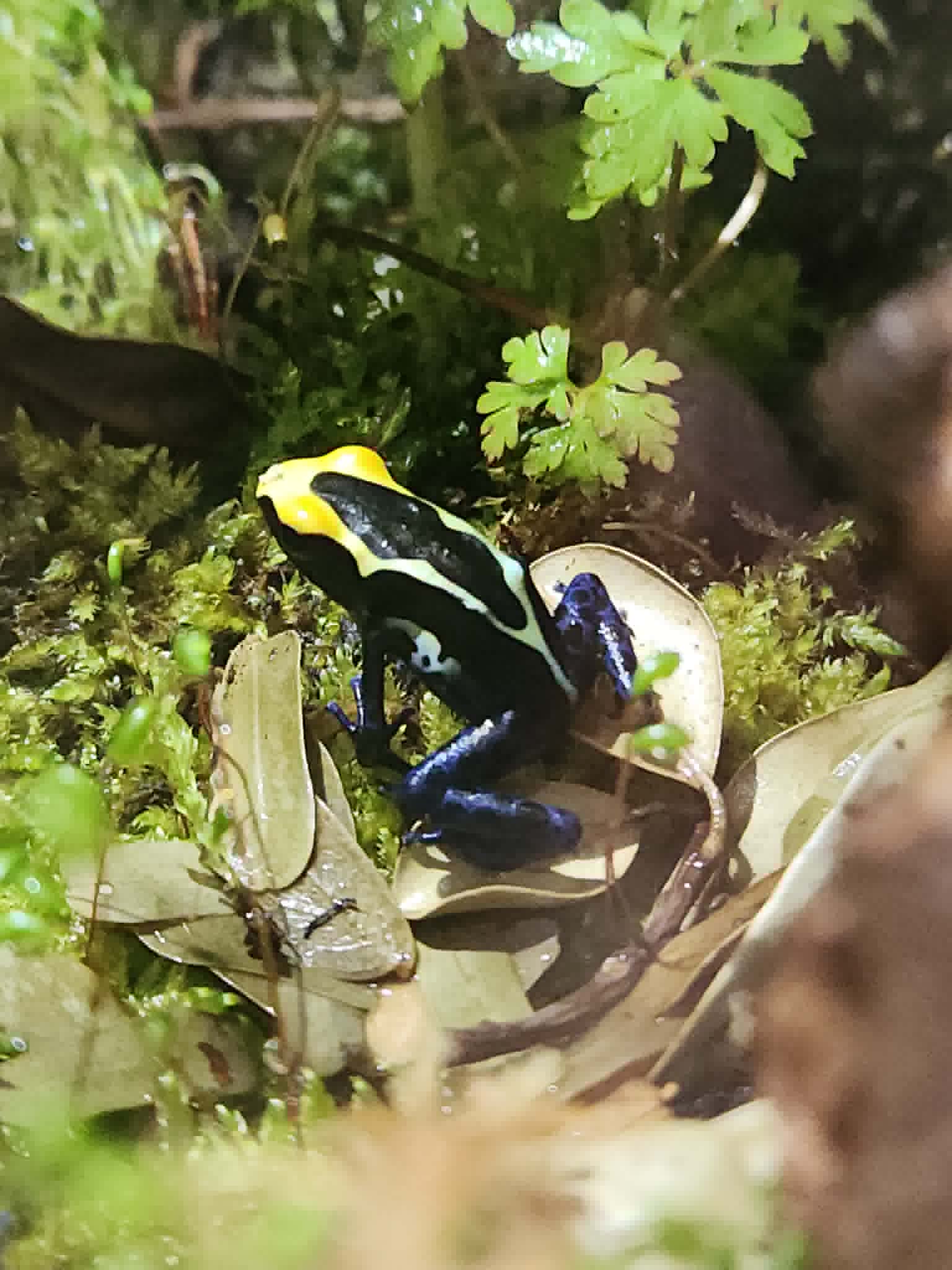Cobalt Poison Dart Frog