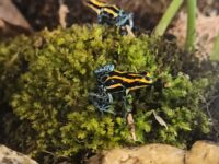 Ranitomeya amazonica Poison Dart Frog